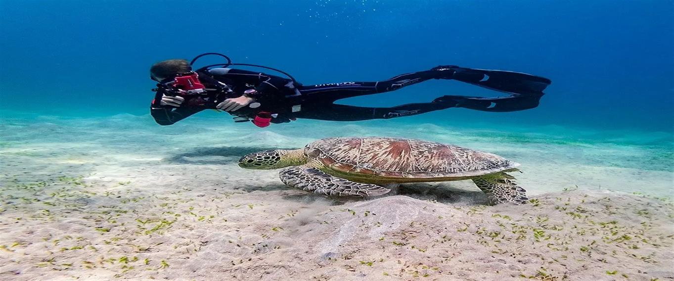 Sphinx Travel Services